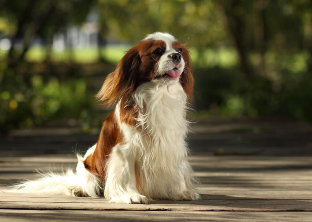 #36. King Charles spaniel (tie)